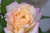 DSD_0114.jpg