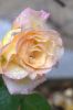 DSD_0121.jpg