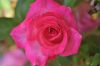 Red_Rose2.jpg