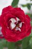 Red_Rose3.jpg