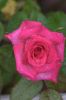 Red_Rose4.jpg