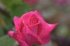 Red_Rose5.jpg