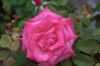 Red_Rose6.jpg