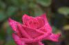 Red_Rose7.jpg
