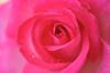 Red_Rose8.jpg