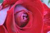 Red_Rose9.jpg